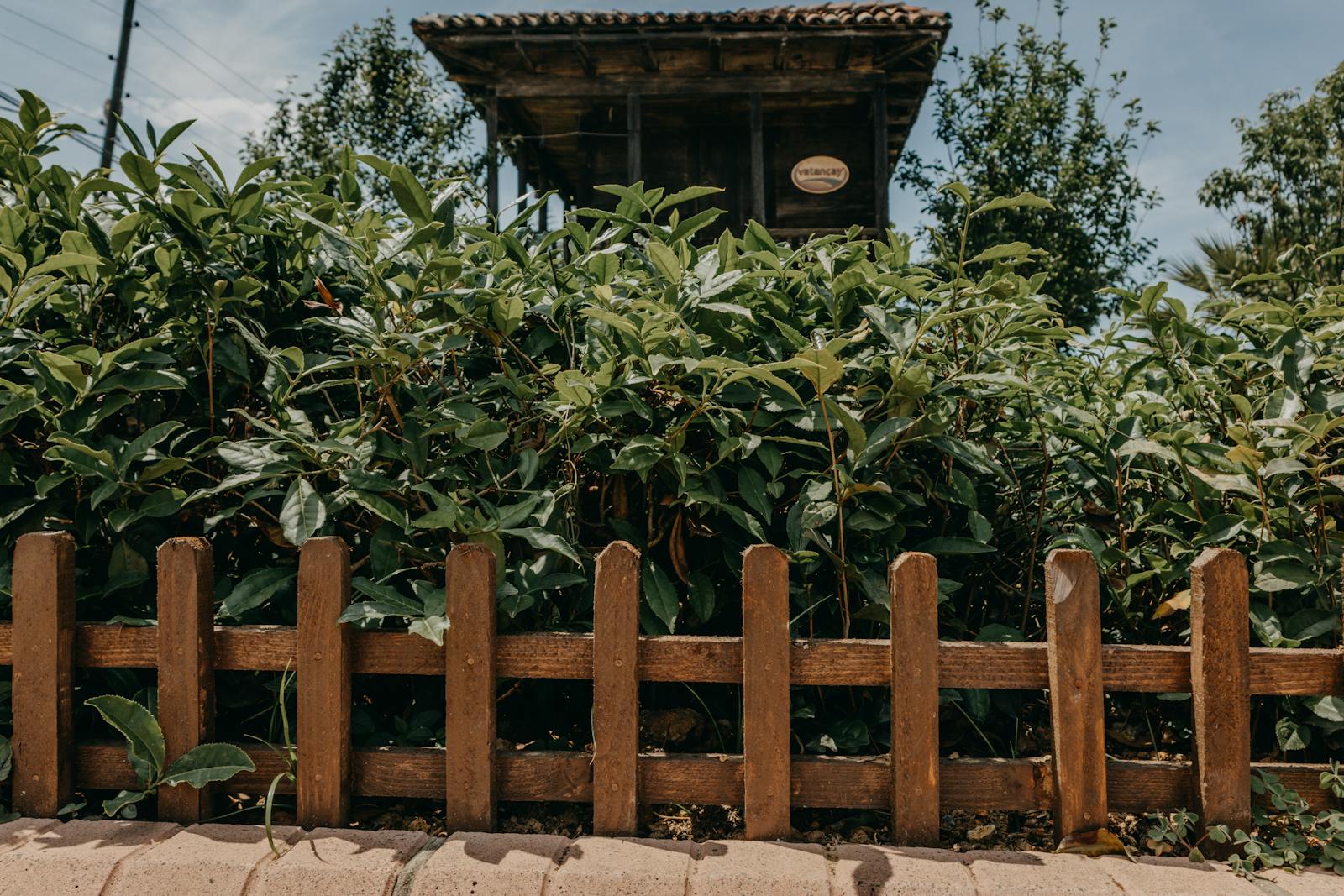 A lush garden with a wooden fence and dense foliage in Trabzon, Turkey.